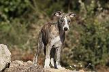 WHIPPET 170